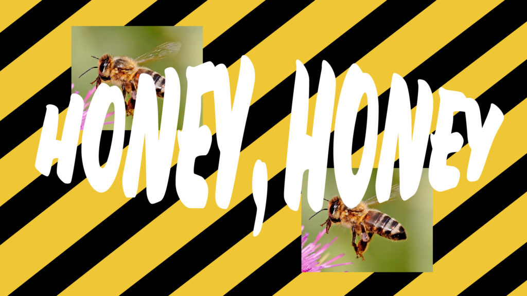 local honey bee
